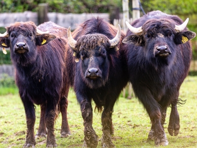 Waterbuffel - De Zonnegloed - Dierenpark - Dieren opvangcentrum - Sanctuary